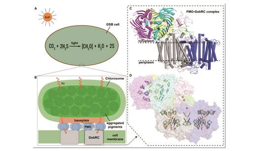 Industry Research｜Applications and Prospects of Transmission Electron Microscopy in Life Sciences