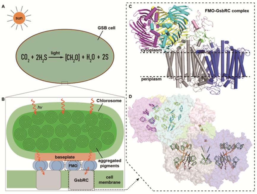 Application of Transmission Electron Microscopy in Botany