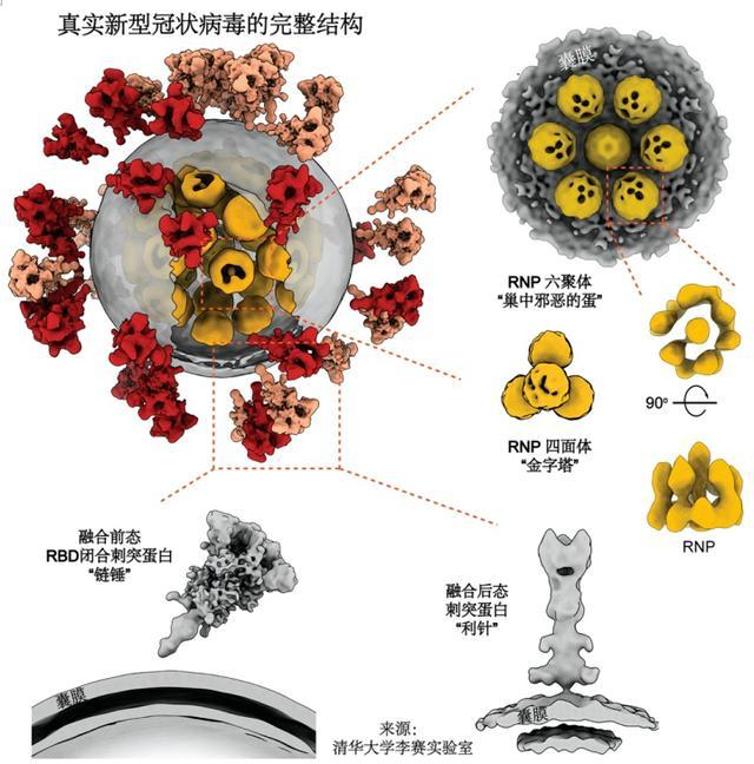 Application of transmission electron microscopy in virus research